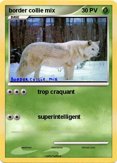 Pokemon border collie mix