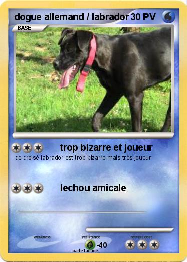Pokemon dogue allemand / labrador