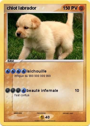 Pokemon chiot labrador