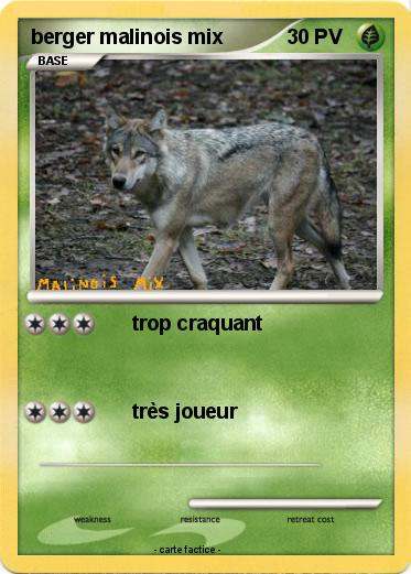 Pokemon berger malinois mix