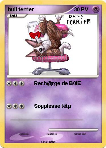 Pokemon bull terrier