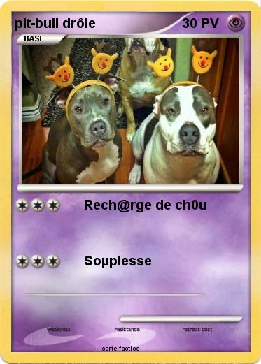 Pokemon pit-bull drôle