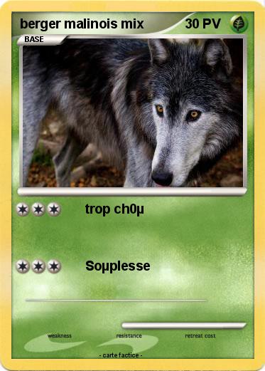 Pokemon berger malinois mix