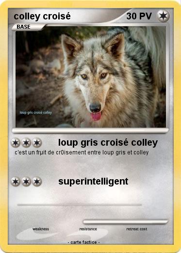 Pokemon colley croisé