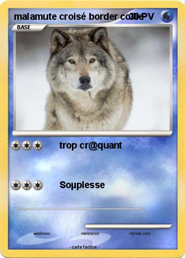 Pokemon malamute croisé border collie