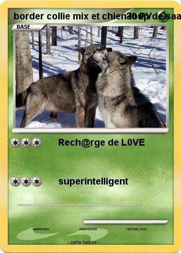 Pokemon border collie mix et chien-loup de saarloos