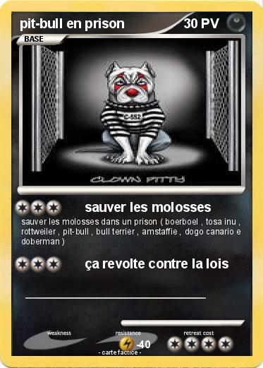Pokemon pit-bull en prison
