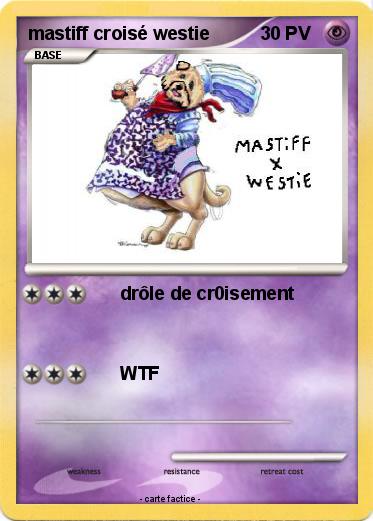 Pokemon mastiff croisé westie