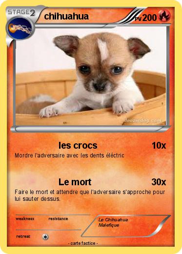 Pokemon chihuahua
