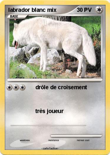 Pokemon labrador blanc mix