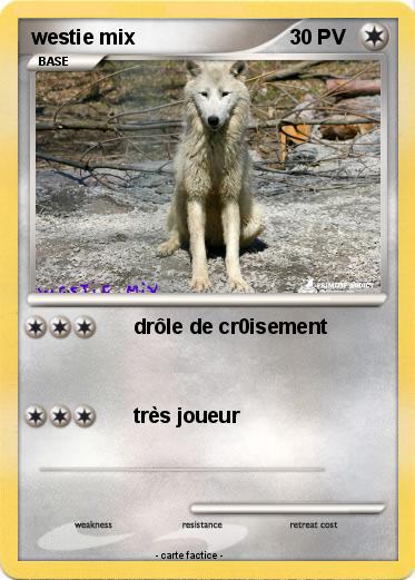 Pokemon westie mix