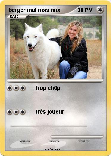 Pokemon berger malinois mix