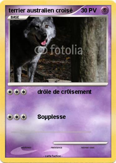 Pokemon terrier australien croisé