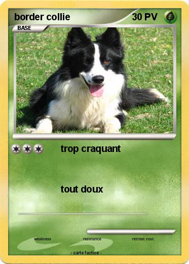 Pokemon border collie