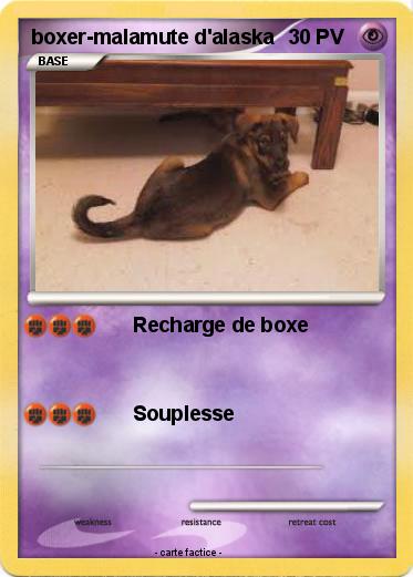Pokemon boxer-malamute d'alaska