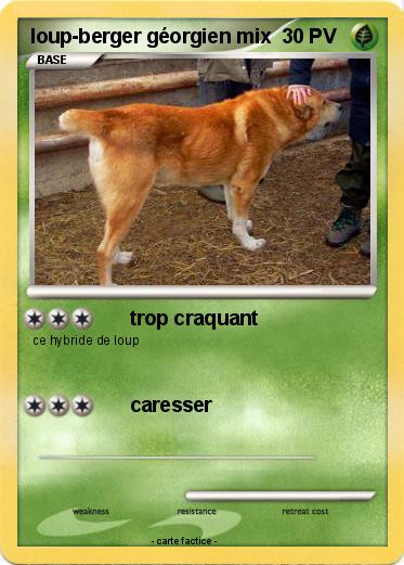 Pokemon loup-berger géorgien mix