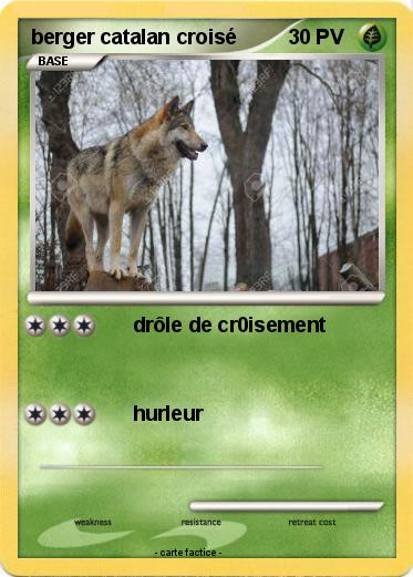 Pokemon berger catalan croisé