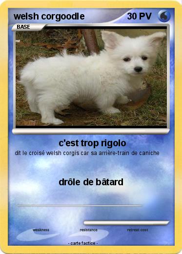 Pokemon welsh corgoodle