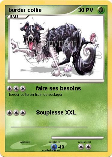 Pokemon border collie
