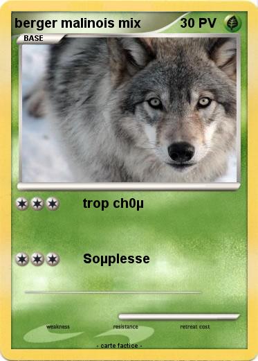 Pokemon berger malinois mix