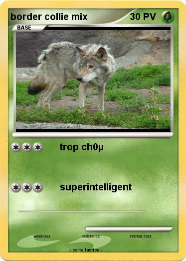 Pokemon border collie mix