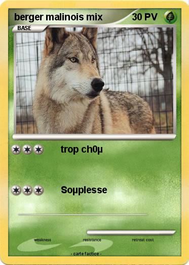 Pokemon berger malinois mix