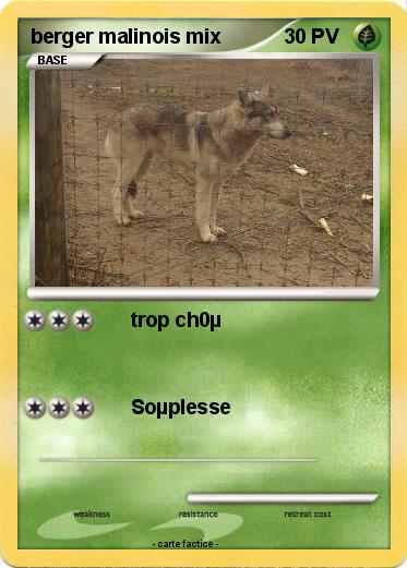 Pokemon berger malinois mix
