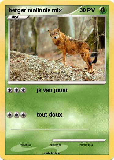 Pokemon berger malinois mix