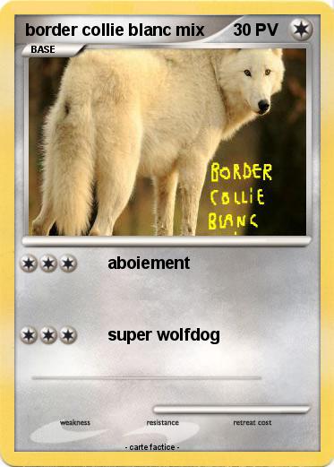 Pokemon border collie blanc mix