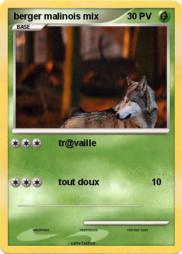 Pokemon berger malinois mix