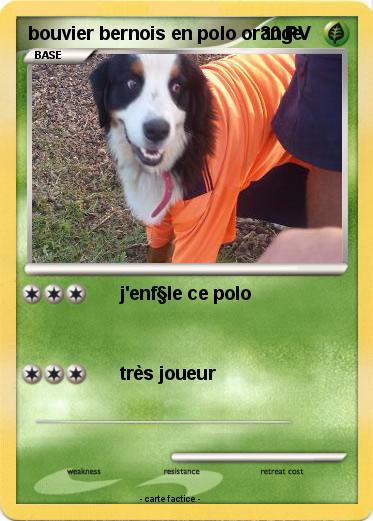 Pokemon bouvier bernois en polo orange