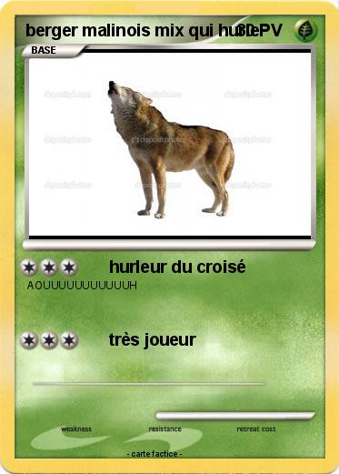 Pokemon berger malinois mix qui hurle