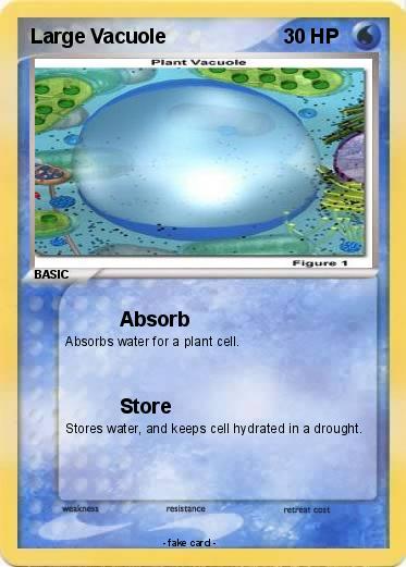 Pokemon Large Vacuole