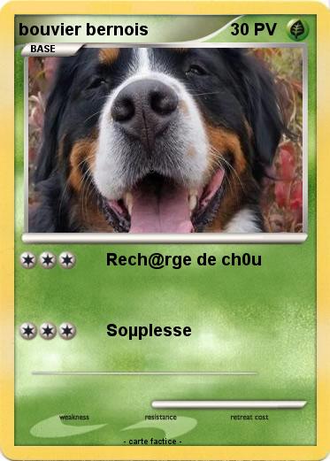Pokemon bouvier bernois