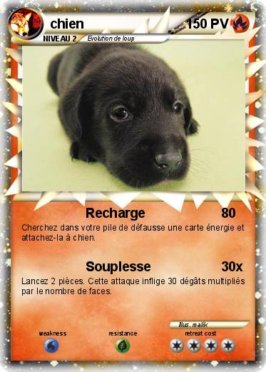 Pokemon chien