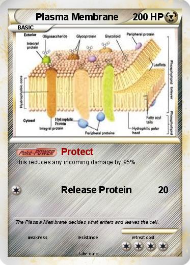 Pokemon Plasma Membrane