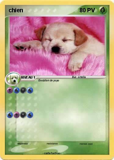 Pokemon chien