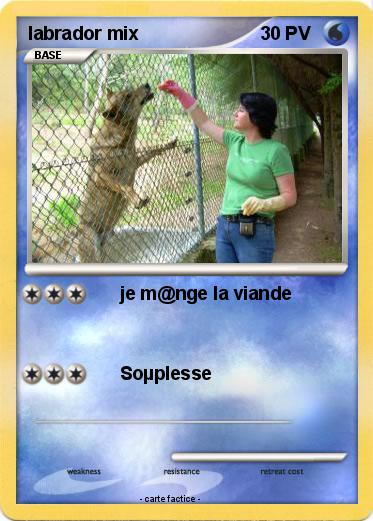 Pokemon labrador mix