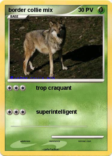 Pokemon border collie mix