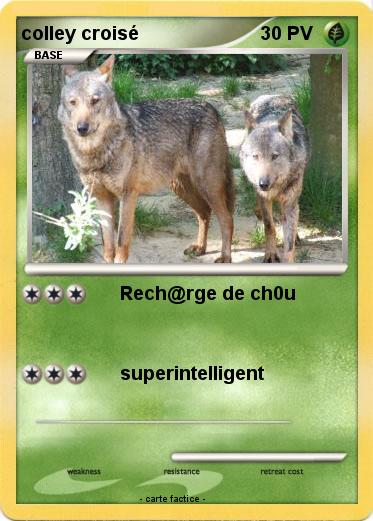 Pokemon colley croisé