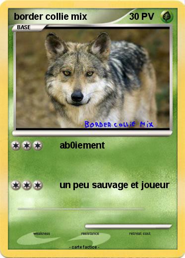 Pokemon border collie mix