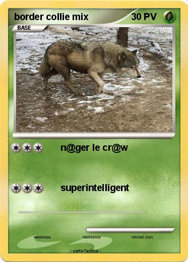 Pokemon border collie mix