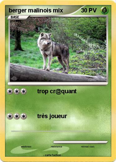 Pokemon berger malinois mix