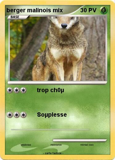 Pokemon berger malinois mix