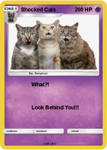 Pokemon Shocked Cats