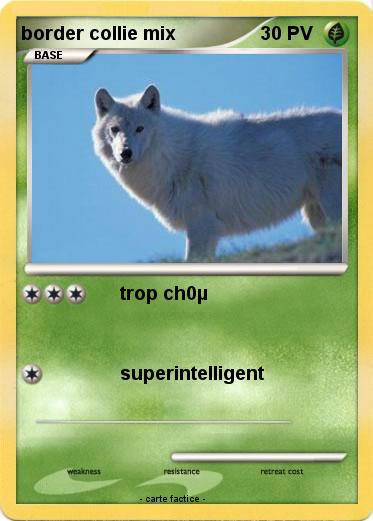 Pokemon border collie mix