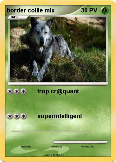 Pokemon border collie mix
