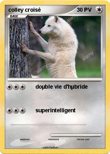Pokemon colley croisé