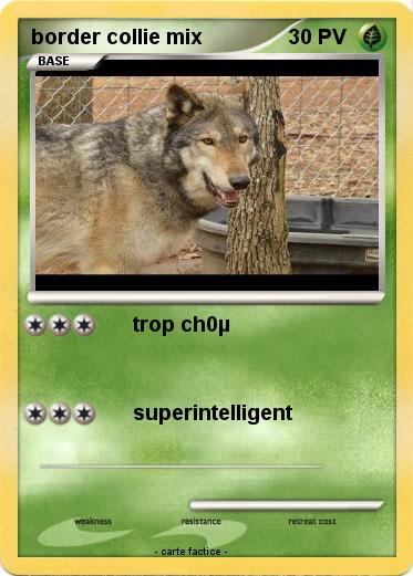 Pokemon border collie mix