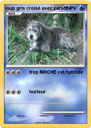 Pokemon loup gris croisé avec caniche